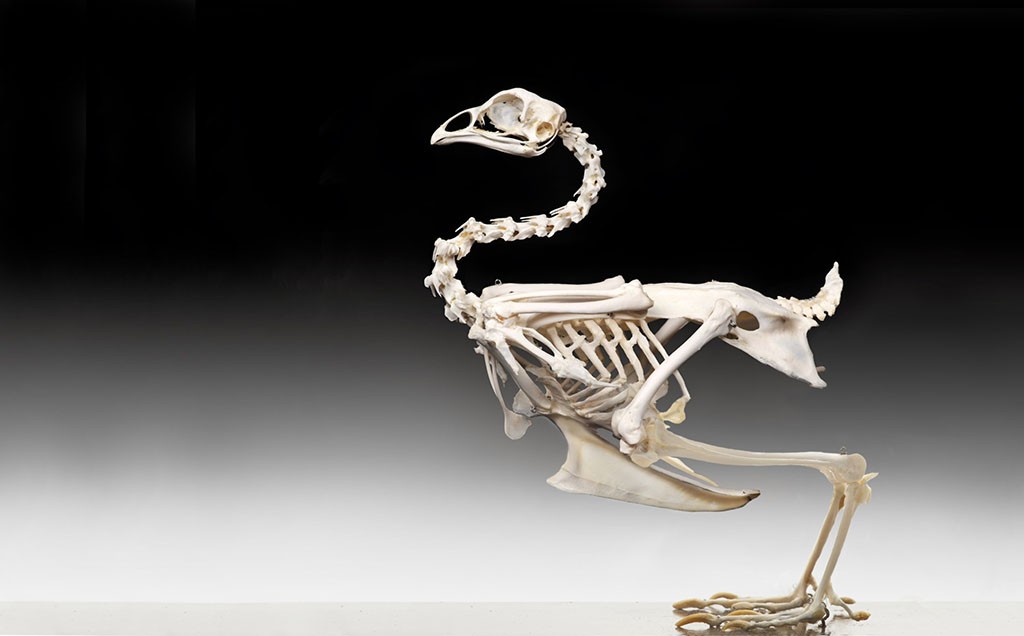 Chicken-Skeleton